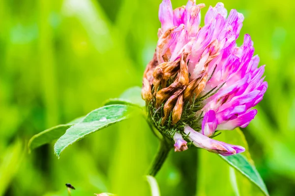 Detay küçük yonca menekşe çiçek