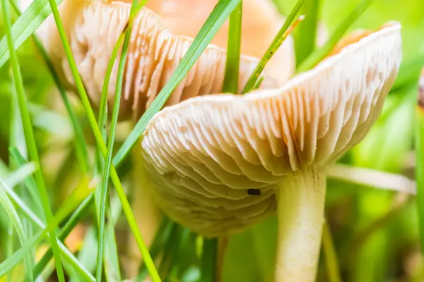 Zwei kleine giftige Pilze im grünen Gras — Stockfoto