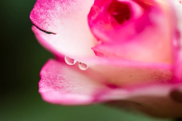 Detail of head of small red rose — Stock Photo, Image