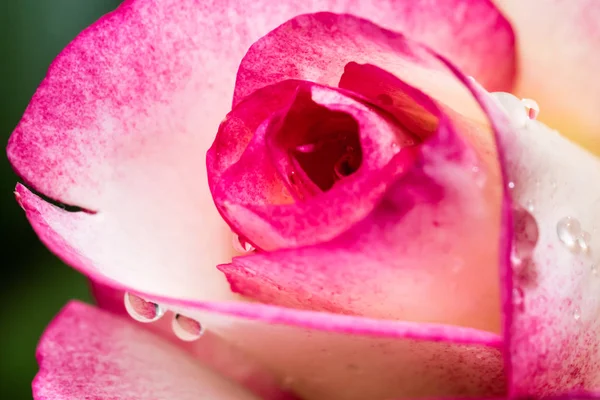 Detail hlavy malé červené růže — Stock fotografie