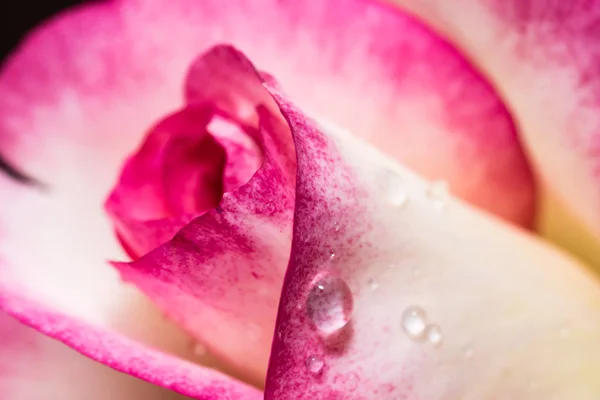 Détail de la tête de petite rose rouge — Photo