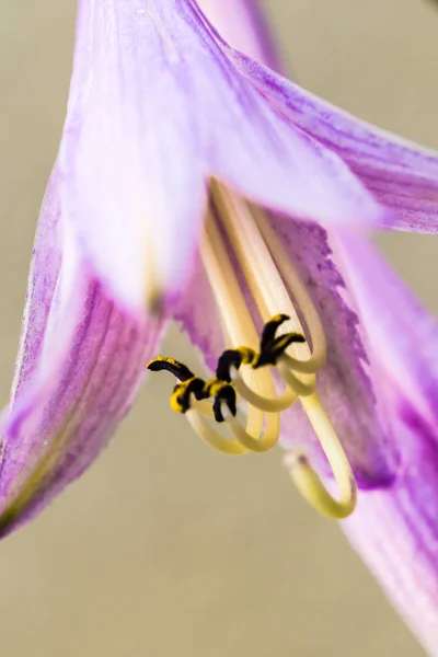 Stamens güzel çiçek (çan çiçeği) — Stok fotoğraf