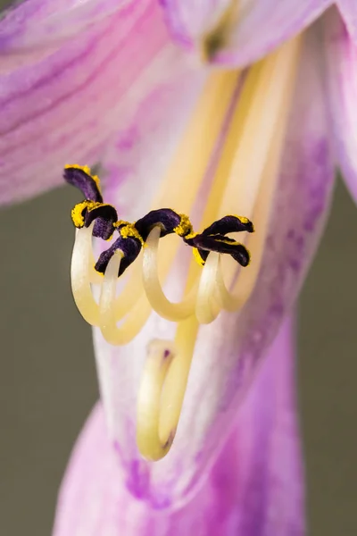 좋은 꽃 (초 롱 꽃 속의 예) — 스톡 사진