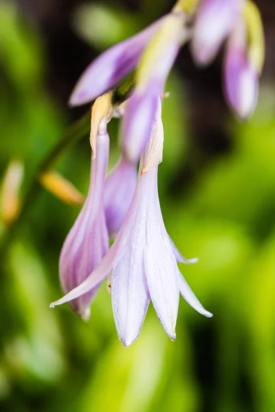 Krásná hlava fialový květ — Stock fotografie