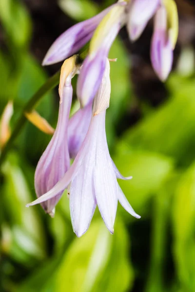 Belle tête de fleur violette — Photo