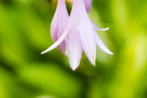 Belle tête de fleur violette — Photo