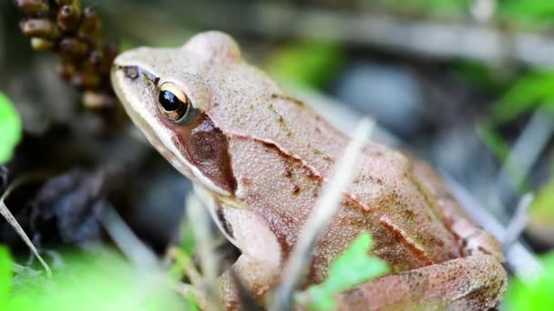 Деталь маленької коричневої жаби, що сидить у траві — стокове відео