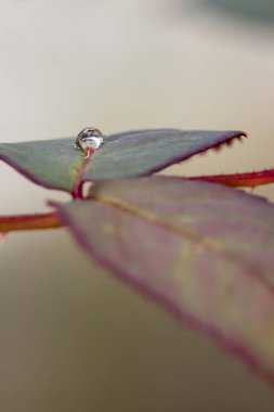 Gül çiçek yaprak üzerinde küçük yağmur damlası