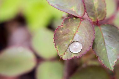Gül çiçek yaprak üzerinde küçük yağmur damlası