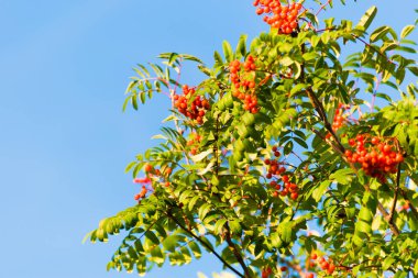 Kırmızı olgunlaşmış üvez meyveleri dalı