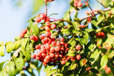 Kırmızı olgunlaşmış üvez meyveleri dalı