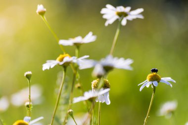 çayır üzerinde papatya çiçeği