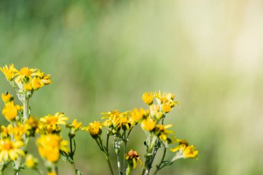 Çayır üzerinde küçük sarı çiçek