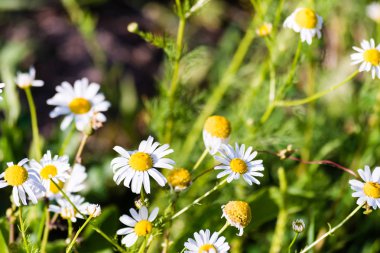 çayır üzerinde papatya çiçeği