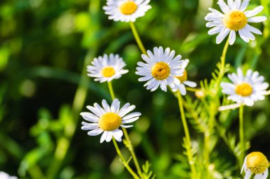 çayır üzerinde papatya çiçeği