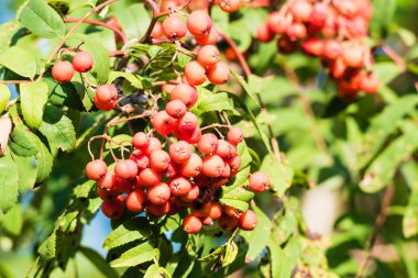 Kırmızı olgunlaşmış üvez meyveleri dalı