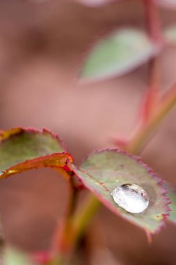 Gül çiçek yaprak üzerinde küçük yağmur damlası