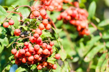 Kırmızı olgunlaşmış üvez meyveleri dalı