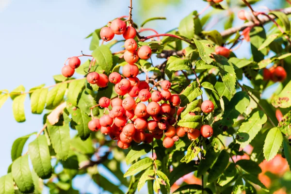 Kırmızı olgunlaşmış üvez meyveleri dalı