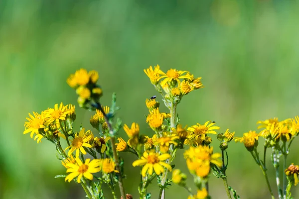Çayır üzerinde küçük sarı çiçek