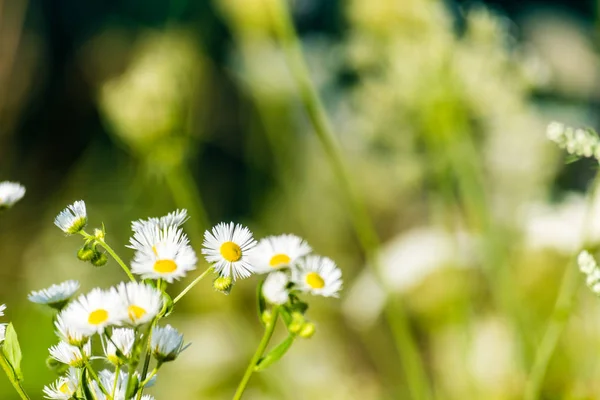 Chamomile flowers on meadow — Stock Photo, Image