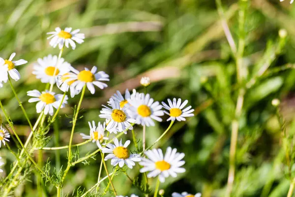 Fleurs de camomille sur prairie — Photo