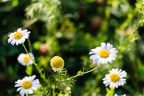 Fleurs de camomille sur prairie — Photo