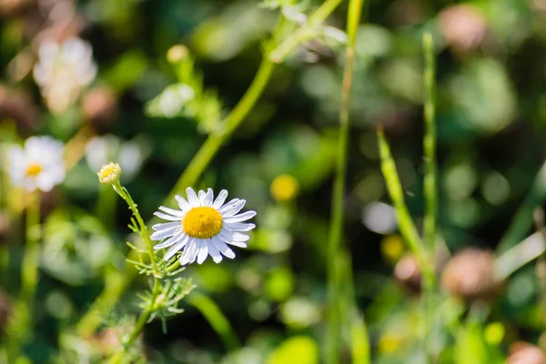 Détail de petite fleur de camomille — Photo