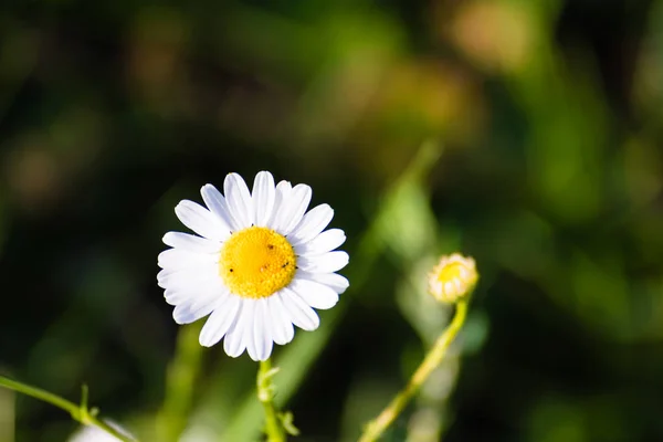Détail de petite fleur de camomille — Photo