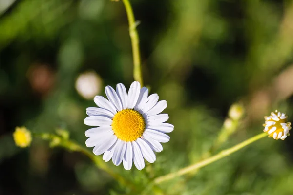Detail of small chamomile flower