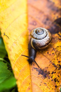 Küçük salyangoz sarı yaprak üzerinde tarama