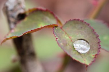Gül çiçek yaprak üzerinde küçük yağmur damlası