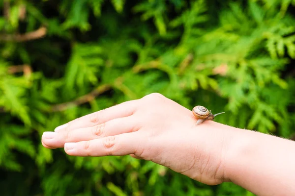 Pequeno caracol rastejando na mão — Fotografia de Stock