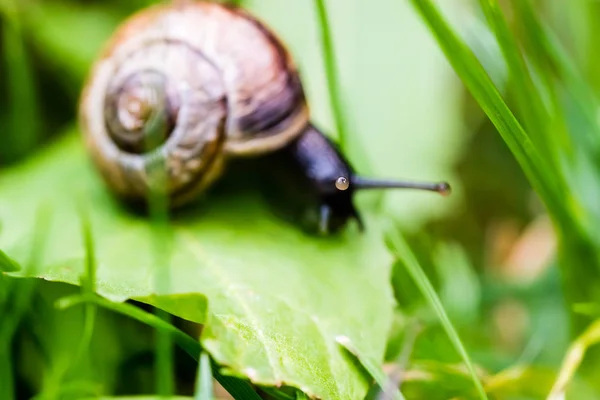 Pequeno caracol rastejando na folha verde — Fotografia de Stock