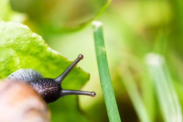 Pequeno caracol rastejando na folha verde — Fotografia de Stock