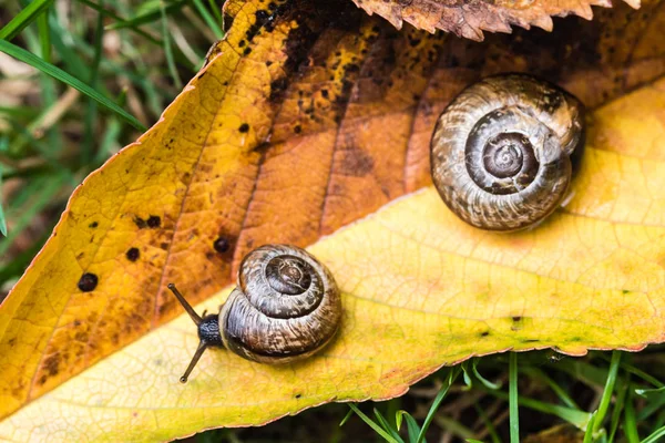 Pequeno caracol rastejando na folha amarela — Fotografia de Stock