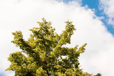 Yeşil ağaç bulutlar ile mavi gökyüzü karşı