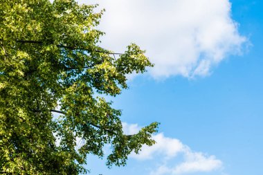 Yeşil ağaç bulutlar ile mavi gökyüzü karşı