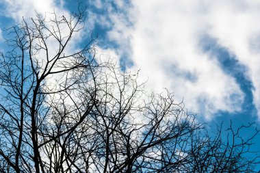 Siyah kuru dallar ağacın yaprakları olmadan