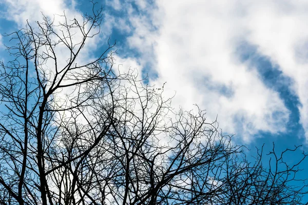 Siyah kuru dallar ağacın yaprakları olmadan