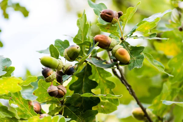 Unripe green acorns growing on a tree — Stock Photo, Image