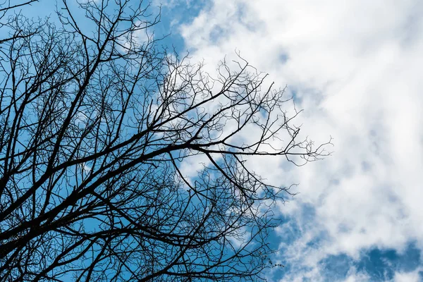 Siyah kuru dallar ağacın yaprakları olmadan