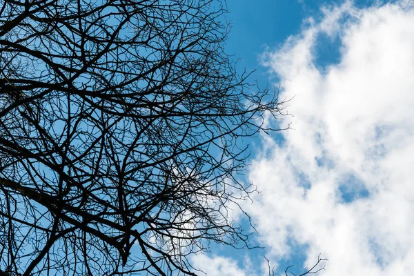 Siyah kuru dallar ağacın yaprakları olmadan