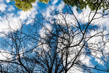 Siyah kuru dallar ağacın yaprakları olmadan