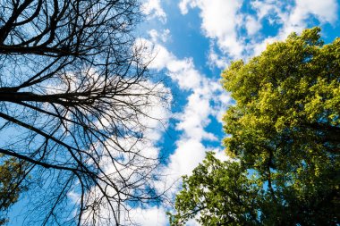 Siyah kuru dallar ağacın yaprakları olmadan
