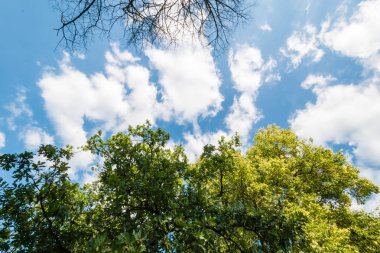 Yeşil ağaç bulutlar ile mavi gökyüzü karşı