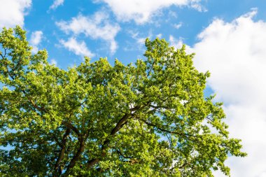 Yeşil ağaç bulutlar ile mavi gökyüzü karşı