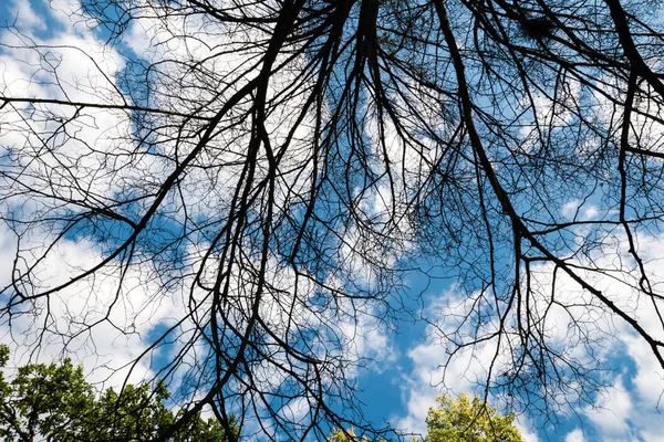 Siyah kuru dallar ağacın yaprakları olmadan