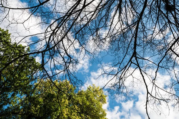 Siyah kuru dallar ağacın yaprakları olmadan
