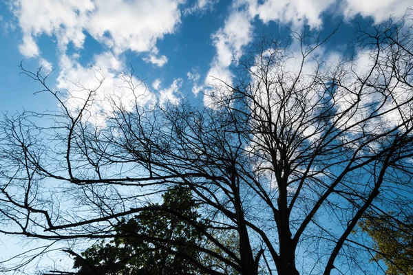 Siyah kuru dallar ağacın yaprakları olmadan